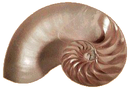 Nautilus
